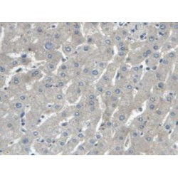 Cystatin C (CST3) Antibody