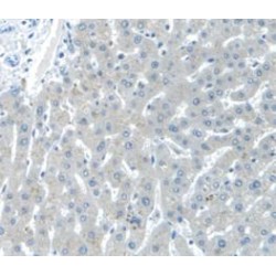 Cystatin C (CST3) Antibody