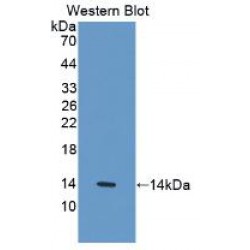 Interleukin 33 (IL33) Antibody