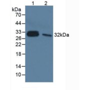 Western blot analysis of (1) Human Lung Tissue and (2) Rat Liver Tissue.