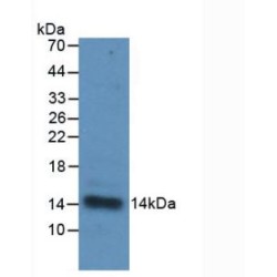 Interleukin 33 (IL33) Antibody