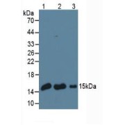 Western blot analysis of (1) Bovine Muscle Tissue, (2) Bovine Heart Tissue and (3) Porcine Muscle Tissue.