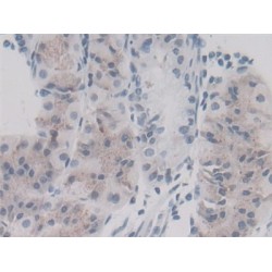 Peptidylprolyl Isomerase A / CYPA (PPIA) Antibody