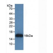 Western blot analysis of recombinant Human REG3g.