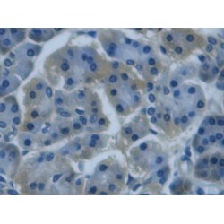 Regenerating Islet Derived Protein 3 Gamma (REG3G) Antibody