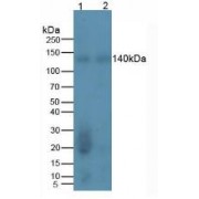 Western blot analysis of (1) Rat Testis Tissue and (2) Rat Brain Tissue.