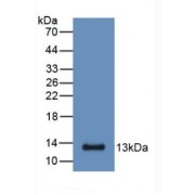 Western blot analysis of recombinant Mouse S100A6.