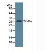 Western blot analysis of Rat Placenta Tissue.