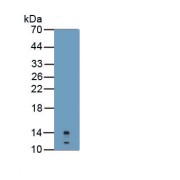 Western blot analysis of recombinant Human CALPRO.