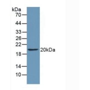 Western blot analysis of recombinant Fish CD40L.