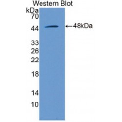 Mitogen-Activated Protein Kinase 1 / ERK2 (MAPK1) Antibody