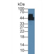 Western blot analysis of Mouse Cerebrum lysate, Primary Ab: 5 µg/ml Mouse Anti-Rat CKM Antibody Second Ab: 0.2 µg/ml HRP-Linked Caprine Anti-Mouse IgG Polyclonal Antibody.