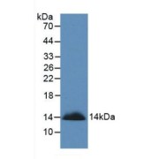 Western blot analysis of recombinant Human SEMA3A.