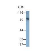 Western blot analysis of Mouse cerebrum lysate using Sphingomyelin Phosphodiesterase 3 (SMPD3) Antibody.