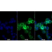 Immunofluorescence analysis of HEL92.1.7 cells using POU Domain, Class 5, Transcription Factor 1 (POU5F1) Antibody (20 µg/ml) and AF488-conjugated Goat Anti-Mouse IgG Antibody (2 µg/ml) and DAPI nuclear stain.