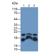 Western blot analysis of Rat liver (Lane 1), cerebrum (Lane 2) tissue homogenates, and HepG2 (Lane 3) cell lysates using Cyclophilin A (CYPA) Antibody (3 µg/ml) and HRP-conjugated Goat Anti-Mouse antibody (<a href="https://www.abbexa.com/index.php?route=product/search&amp;search=abx400001" target="_blank">abx400001</a>, 0.2 µg/ml).