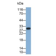 Western blot analysis of THP1 cell lysates using Interleukin 35 (IL35) Antibody (0.3 µg/ml) and HRP-conjugated Goat Anti-Mouse antibody (<a href="https://www.abbexa.com/index.php?route=product/search&amp;search=abx400001" target="_blank">abx400001</a>, 0.2 µg/ml).