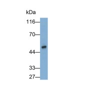 Western blot analysis of 293F cell lysate using Tuftelin (TUFT) Antibody (0.3 µg/ml) and HRP-conjugated Goat Anti-Mouse antibody (<a href="https://www.abbexa.com/index.php?route=product/search&amp;search=abx400001" target="_blank">abx400001</a>, 0.2 µg/ml).