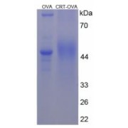 SDS-PAGE analysis of Calreticulin Protein (OVA).