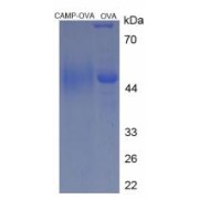 SDS-PAGE analysis of Cathelicidin Antimicrobial Protein (OVA).