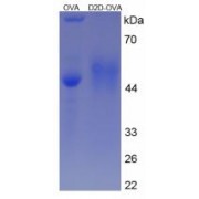 SDS-PAGE analysis of D-Dimer Protein (OVA).