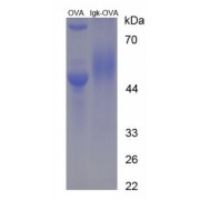 SDS-PAGE analysis of Immunoglobulin kappa Protein (OVA).