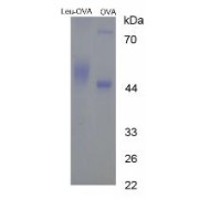 SDS-PAGE analysis of Leucine (OVA).