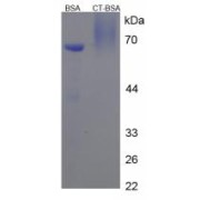 SDS-PAGE analysis of Calcitonin Protein (BSA).