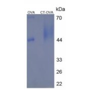 SDS-PAGE analysis of Calcitonin Protein (OVA).