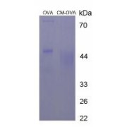 SDS-PAGE analysis of Carmine (OVA).