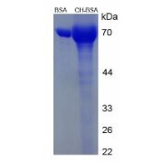 SDS-PAGE analysis of Cholesterol (BSA).