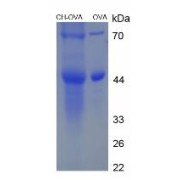 SDS-PAGE analysis of Cholesterol (OVA).