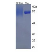 SDS-PAGE analysis of C-Peptide (BSA).