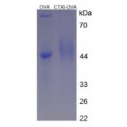 SDS-PAGE analysis of CTXI Protein (OVA).