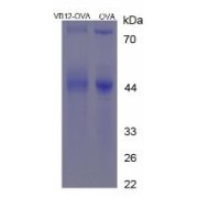 SDS-PAGE analysis of Cyanocobalamin (OVA).