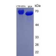 SDS-PAGE analysis of Cytidine Triphosphate (BSA).