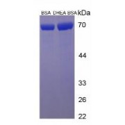 SDS-PAGE analysis of Dehydroepiandrosterone (BSA).