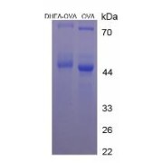 SDS-PAGE analysis of Dehydroepiandrosterone (OVA).