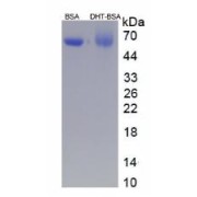 SDS-PAGE analysis of Dihydrotestosterone (BSA).