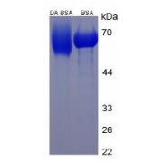 SDS-PAGE analysis of Dopamine (BSA).