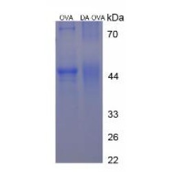 Dopamine (DA) (OVA)