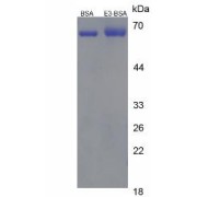 SDS-PAGE analysis of Estriol (BSA).