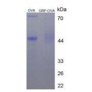 SDS-PAGE analysis of Gastrin Releasing Peptide (OVA).