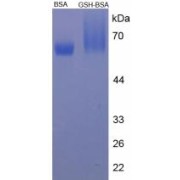 SDS-PAGE analysis of Glutathione (BSA).