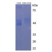 SDS-PAGE analysis of Glutathione (OVA).