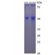 SDS-PAGE analysis of Histamine (OVA).