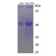 SDS-PAGE analysis of Homocysteine (OVA).