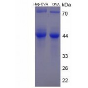 SDS-PAGE analysis of Hydroxyproline (OVA).