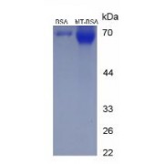 SDS-PAGE analysis of Melatonin (BSA).