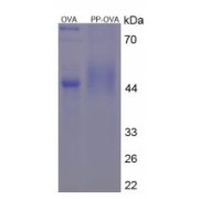 SDS-PAGE analysis of Pepsin Protein (OVA).